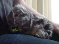 guinea pig
